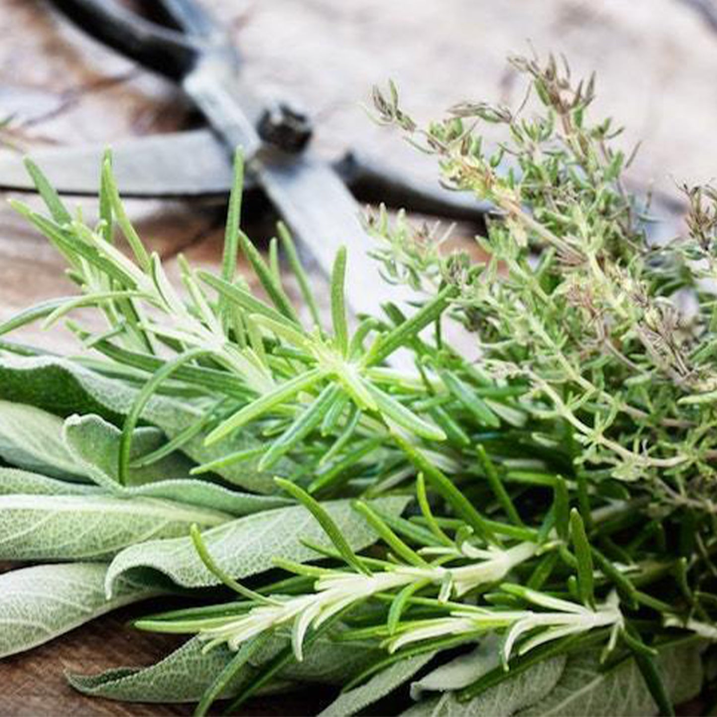 ROSEMARY SAGE